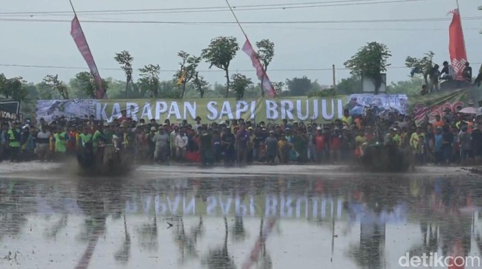 Karapan sapi brujul