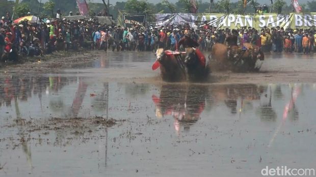 Karapan sapi brujul