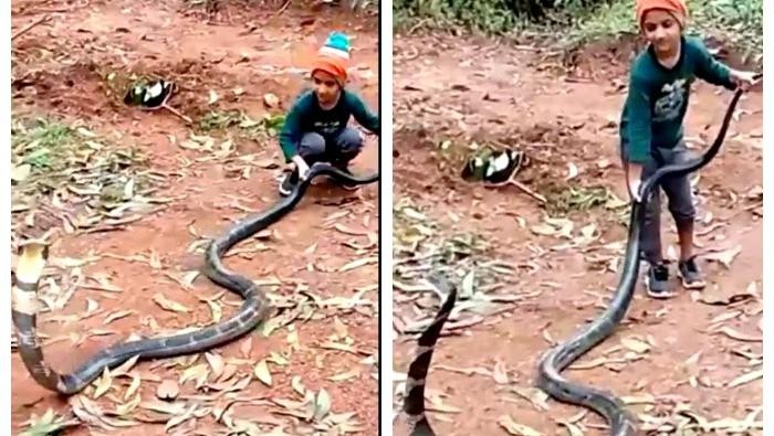 King Cobra