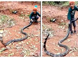 Viral Video Bocah Main Bareng King Cobra Raksasa Bikin Heboh Warganet