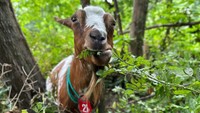 Kambing adalah cara yang cerdik untuk menghilangkan tanaman gulma, memanfaatkan rasa lapar alami mereka akan sayuran hijau sebagai mekanisme utama di balik tugas tersebut.  