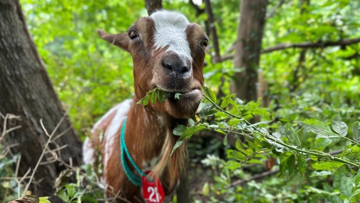 Goats munch on foliage at a ribbon chewing event for the Riverside Park Conservancy’s Compost Compound at 95th Street adjacent to the West Side Highway in Riverside Park in New York, U.S., July 7, 2023. REUTERS/Roselle Chen