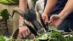 New York Lepasliarkan Kambing Untuk Basmi Hama dan Gulma