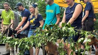 Pelepasan kambing tersebut bertujuan untuk membasmi rumput liar dan spesies hama gulma yang ada di Riverside Park, New York, Amerika Serikat, Jumat (7/7/2023). 