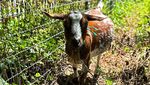 New York Lepasliarkan Kambing Untuk Basmi Hama dan Gulma