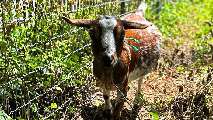 Goats munch on foliage at a 