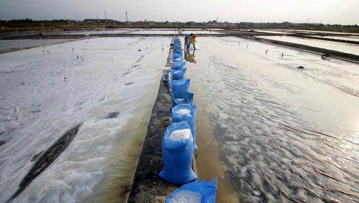 Petani memanen garam di tambak kawasan panggungrejo, Pasuruan, Jawa Timur, Selasa (11/7/2023). Produksi garam yang dijual dengan harga Rp200.000 per 55 kg tersebut mengalami keterlambatan akibat cuaca yang tidak menentu beberapa waktu yang lalu. ANTARA FOTO/Umarul Faruq/foc.
