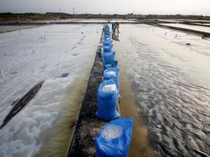 Produksi Garam di Pasuruan Terkendala Cuaca