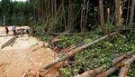 Warga-Polisi Hentikan Pembabatan Hutan Mangrove Teluk Youtefa Papua