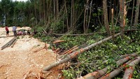 Sejumlah warga berbincang di area hutan mangrove yang telah ditimbun di Kawasan konservasi Taman Wisata Alam (TWA) Teluk Youtefa, Kota Jayapura, Papua, Selasa (11/7/2023).