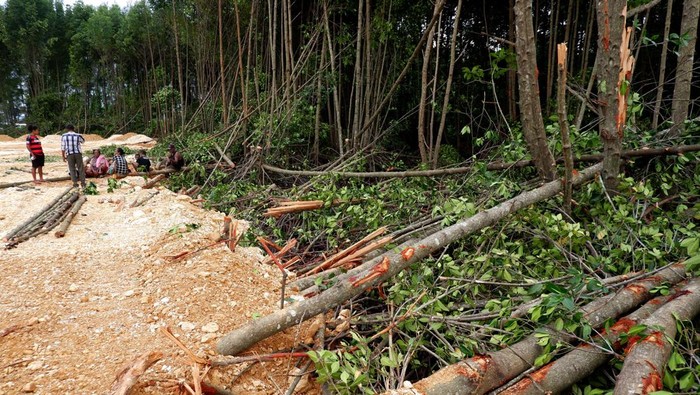 Pembabatan hutan mangrove Teluk Youtefa Papua dihentikan Petugas memasang garis polisi pada alat berat di area hutan mangrove yang telah ditimbun di Kawasan konservasi Taman Wisata Alam (TWA) Teluk Youtefa, Kota Jayapura, Papua, Selasa (11/7/2023). Penimbunan dan pembabatan hutan mangrove untuk keperluan pembangunan tersebut dihentikan oleh Dinas Kehutanan Provinsi Papua, BBKSDA Papua, Gakkum, masyarakat adat dan kepolisian karena merupakan kawasan konservasi yang harus dilindungi dan dinilai merusak lingkungan. ANTARA FOTO/Sakti Karuru/foc.