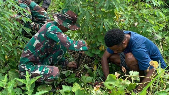 Satgas Yonif 143/TWEJ Panen Ubi Jalar Bersama Warga Papua Satgas Yonif 143/TWEJ mengajak warga Papua menanam ubi jalan pada lahan yang belum diolah. Hal ini sebagai upaya mewujudkan ketahanan pangan.