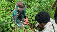 Satgas Yonif 143/TWEJ bersama warga Papua memanen ubi jalar.  