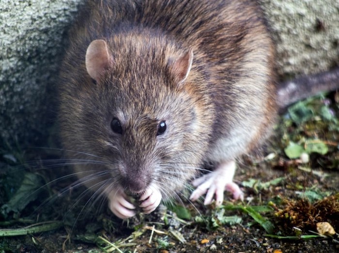 Tikus, hewan pengerat.
