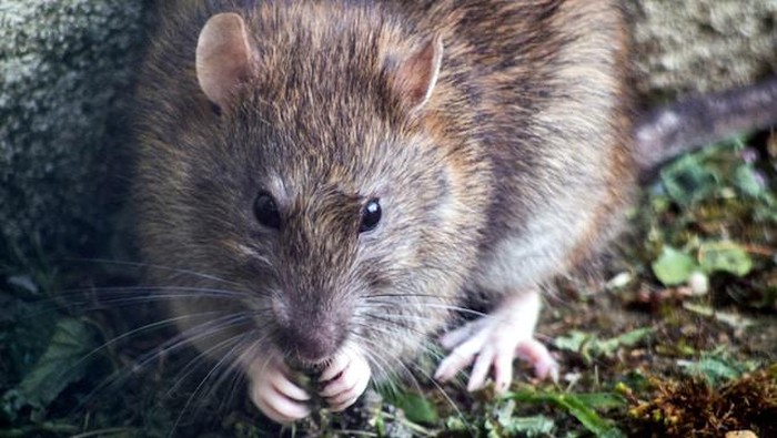 Tikus, hewan pengerat.