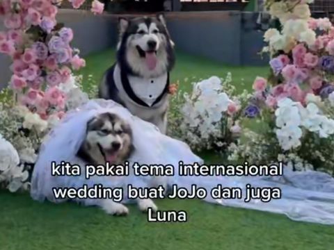 Pertunangan dua anjing bernama Jojo dan Luna.