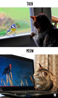 fotoinet kucing dulu dan sekarang