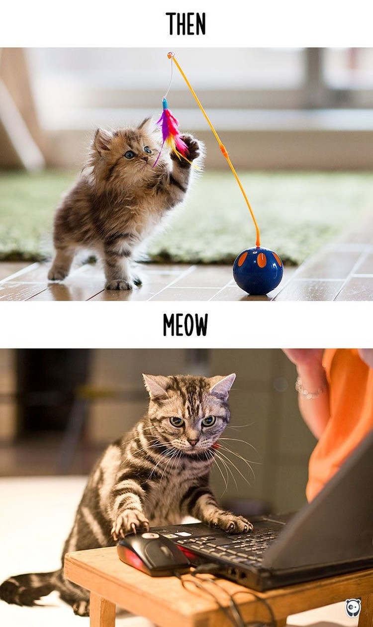 fotoinet kucing dulu dan sekarang