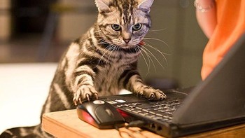 Mainan kucing zaman now ya laptop. Biar kekinian gitu lho. (Foto: Boredpanda.com)
