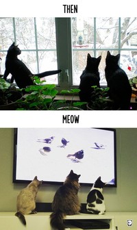 fotoinet kucing dulu dan sekarang