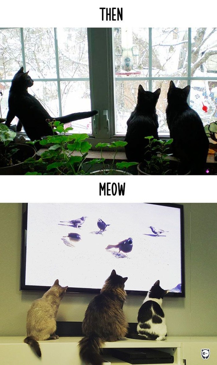 fotoinet kucing dulu dan sekarang