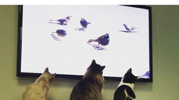 Dulu kalau kumpul bareng memandangi burung lewat jendela. Sekarang bisa via layar televisi. (Foto: Boredpanda.com)