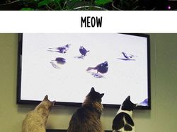 Foto Beda Kelakuan Kucing Jadul dan Kekinian