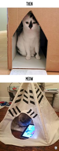 fotoinet kucing dulu dan sekarang