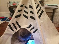 Foto Beda Kelakuan Kucing Jadul dan Kekinian