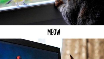 Cara si kucing penasaran mengamati burung pun sudah berubah, dari layar jendela ke layar laptop. (Foto: Boredpanda.com)