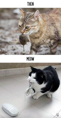 fotoinet kucing dulu dan sekarang