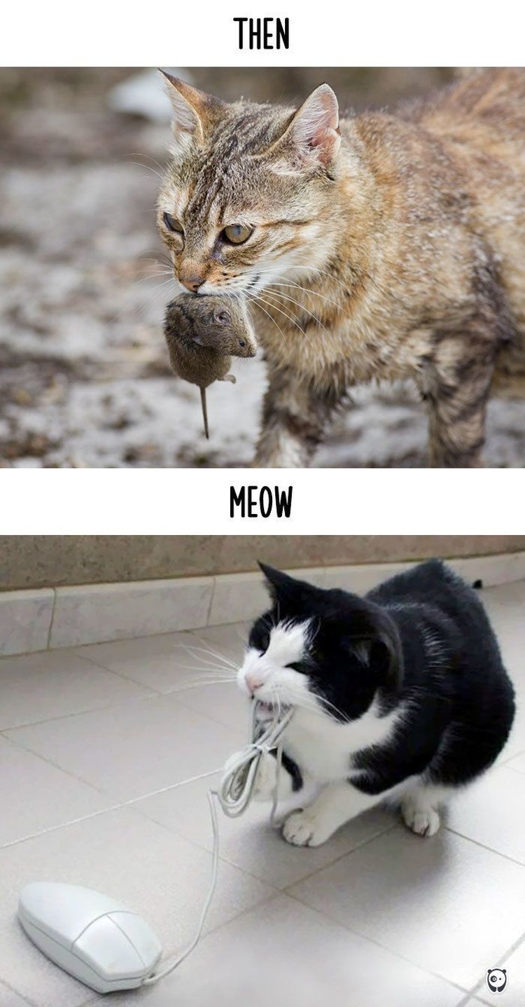 fotoinet kucing dulu dan sekarang