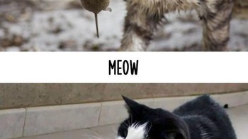 Sama-sama ketemu mouse, tapi kucing jadul dan kucing zaman now punya penanganan berbeda. (Foto: Boredpanda.com)