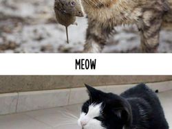 Foto Beda Kelakuan Kucing Jadul dan Kekinian