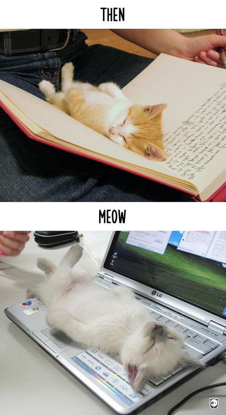 fotoinet kucing dulu dan sekarang