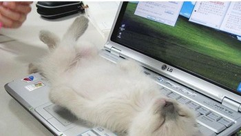 Kucing jadul bisa saja tidur di lembaran halaman buku. Kucing zaman now? Di keyboard laptop dong! (Foto: Boredpanda.com)