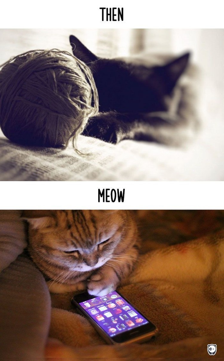 fotoinet kucing dulu dan sekarang