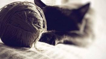 Main gulungan benang? Ah, sekarang oprek gadget. (Foto: Boredpanda.com)