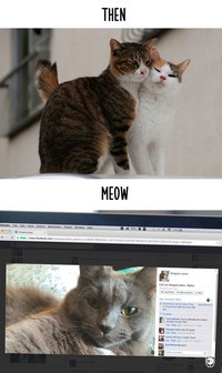 fotoinet kucing dulu dan sekarang