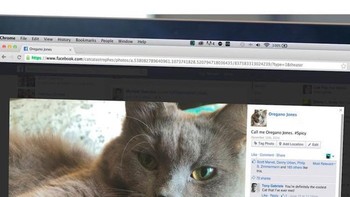 Cari pasangan ala kucing jadul vs kucing zaman now: offline vs online! (Foto: Boredpanda.com)