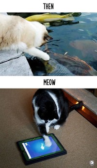 fotoinet kucing dulu dan sekarang