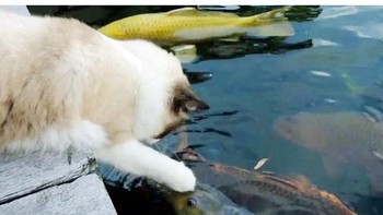 Sekarang sih iseng menangkap ikan di tablet sajalah. (Foto: Boredpanda.com)