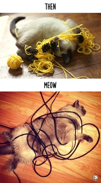 fotoinet kucing dulu dan sekarang