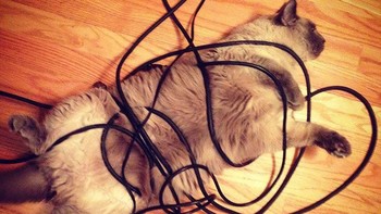 Kalau dulu terlilit gulungan benang, sekarang di lilitan kabel charger. (Foto: Boredpanda.com)