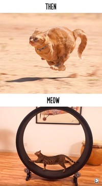 fotoinet kucing dulu dan sekarang