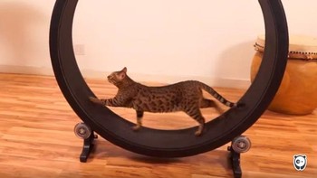 Sudah nggak zaman lagi lari-larian di luar ruangan. (Foto: Boredpanda.com)