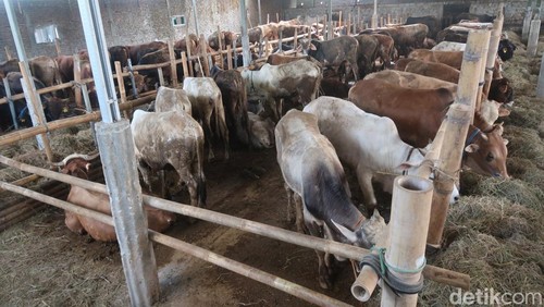 Ilustrasi salah satu tempat penjualan sapi dan kambing di Kapanewon Kasihan, Kabupaten Bantul.