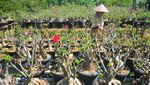 Intip Budi Daya Bonsai Adenium yang Dihargai Jutaan Rupiah