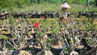 Pekerja merawat tanaman bonsai kamboja Jepang atau adenium (Adenium obesum) di Dusun Delingo, Peganjaran, Bae Kudus, Jawa Tengah, Rabu (12/7/2023). 