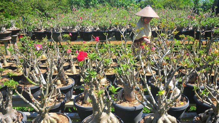 Intip Budidaya Bonsai Adenium yang Dihargai Jutaan Rupiah Pekerja merawat tanaman bonsai kamboja Jepang atau adenium (Adenium obesum) di Dusun Delingo, Peganjaran, Bae Kudus, Jawa Tengah, Rabu (12/7/2023). Budi daya tanaman bonsai adenium yang banyak diminati penggemar tanaman hias karena selain menjadi hobi juga bisa mendatangkan rupiah itu dengan dijual Rp10.000 ribu hingga Rp1 juta tergantung ukuran, umur dan keunikan. ANTARA FOTO/Yusuf Nugroho/aww.